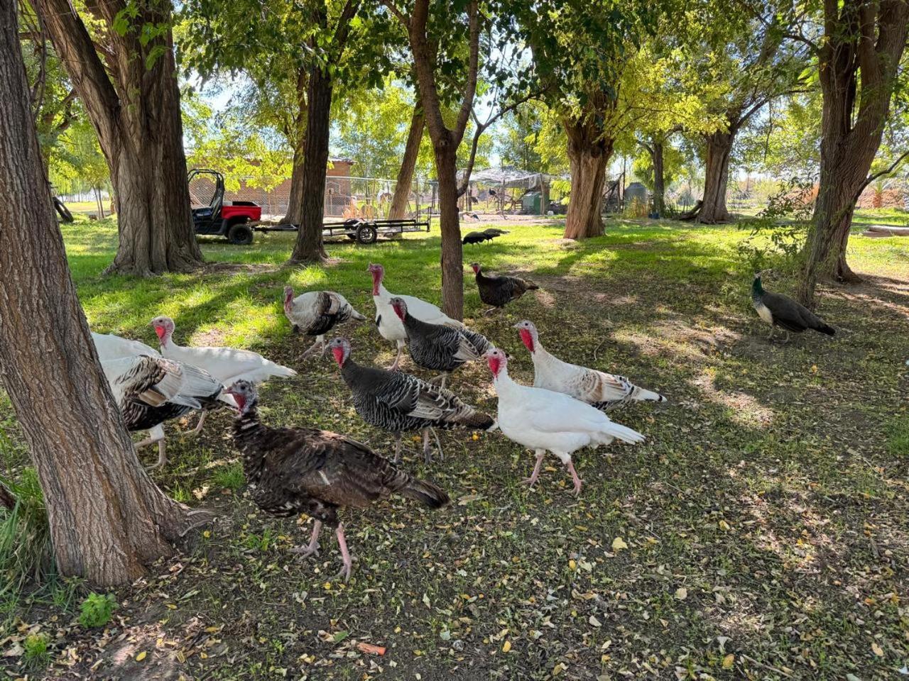 Complejo Koi Daire General Alvear  Dış mekan fotoğraf