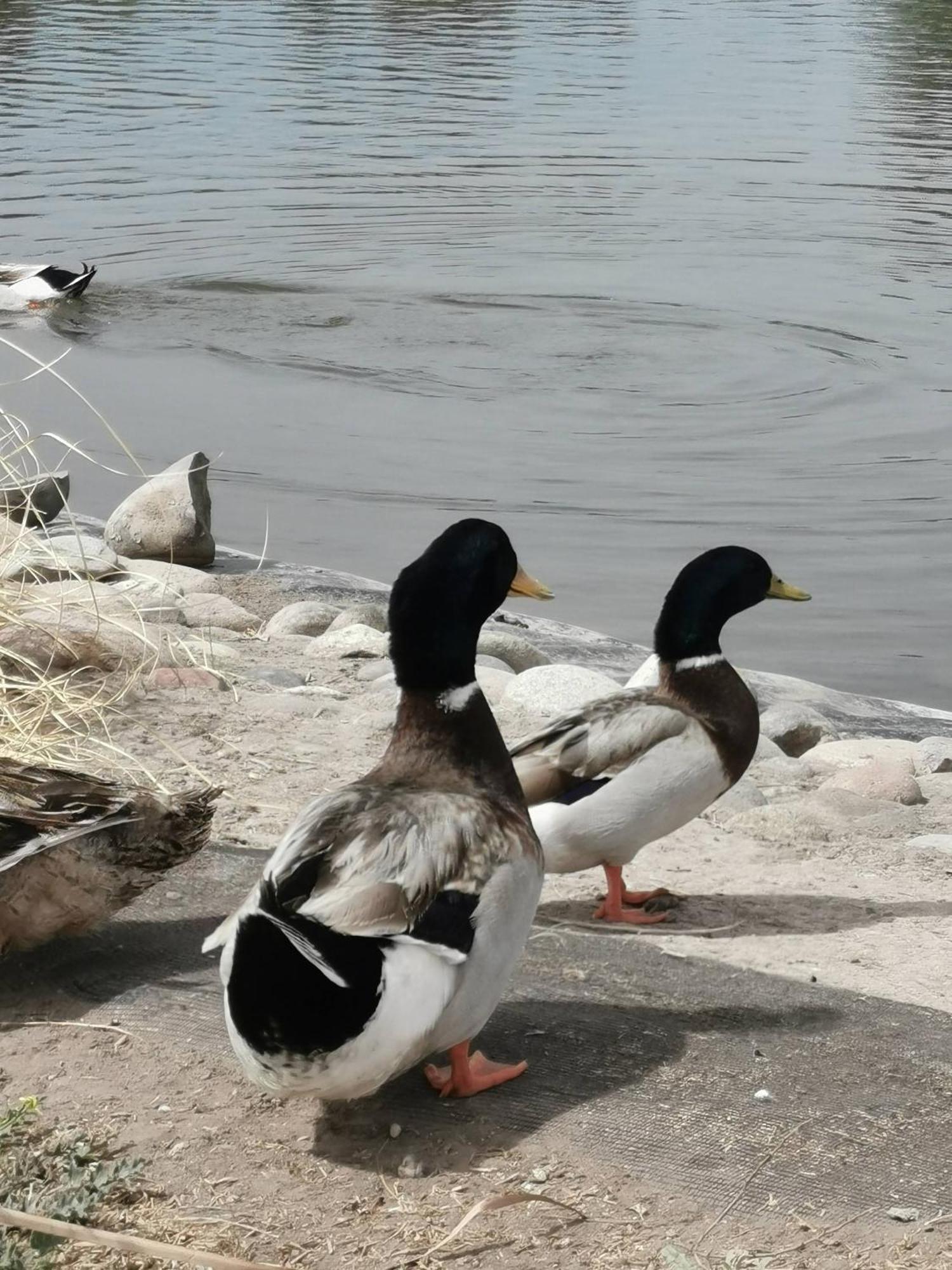 Complejo Koi Daire General Alvear  Dış mekan fotoğraf