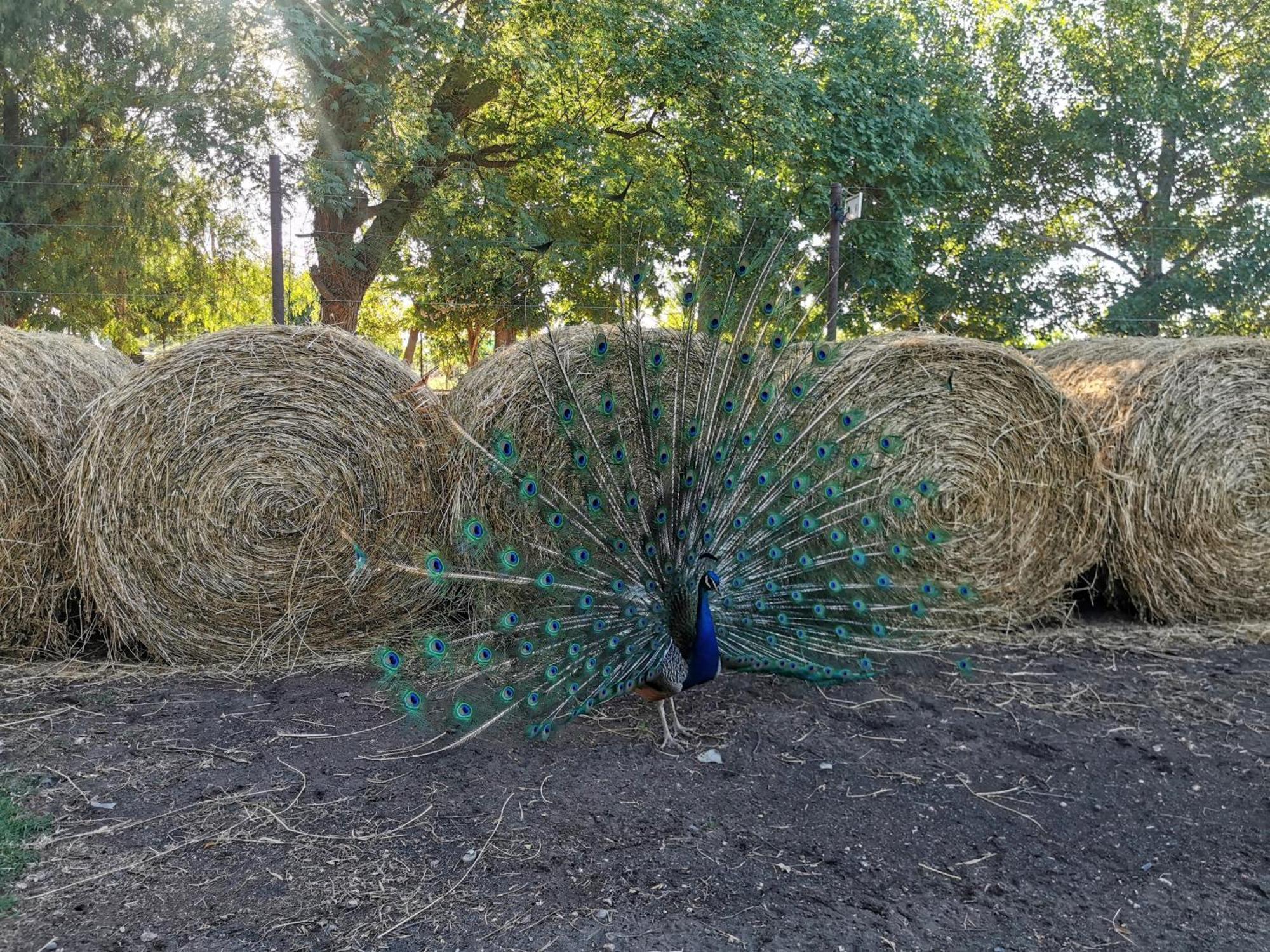 Complejo Koi Daire General Alvear  Dış mekan fotoğraf